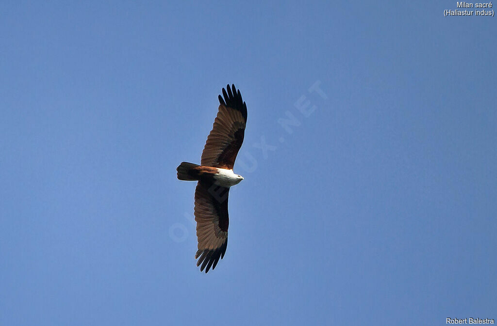 Brahminy Kite