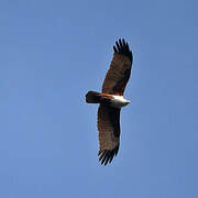 Brahminy Kite