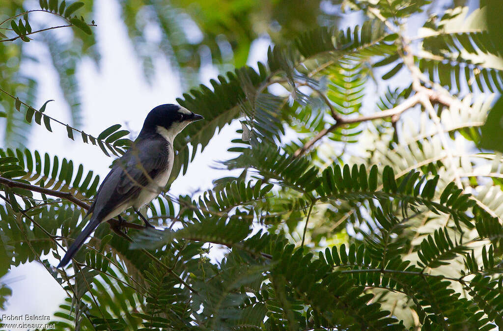 Ashy Minivet