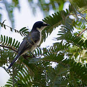 Ashy Minivet