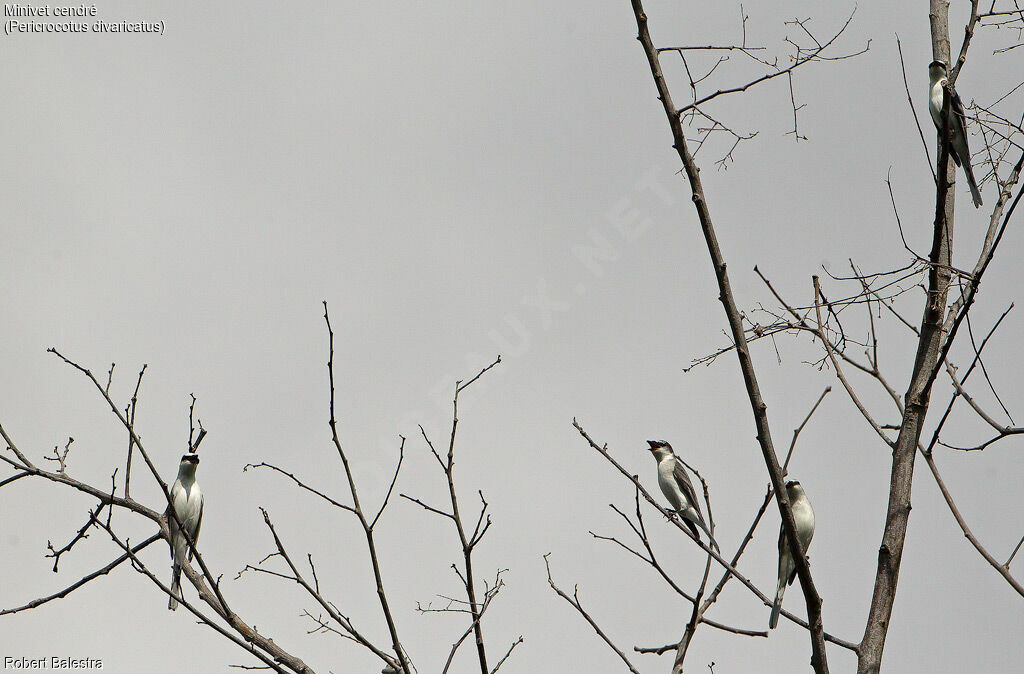 Minivet cendré