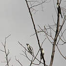Minivet cendré