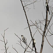 Ashy Minivet