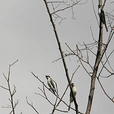 Minivet cendré