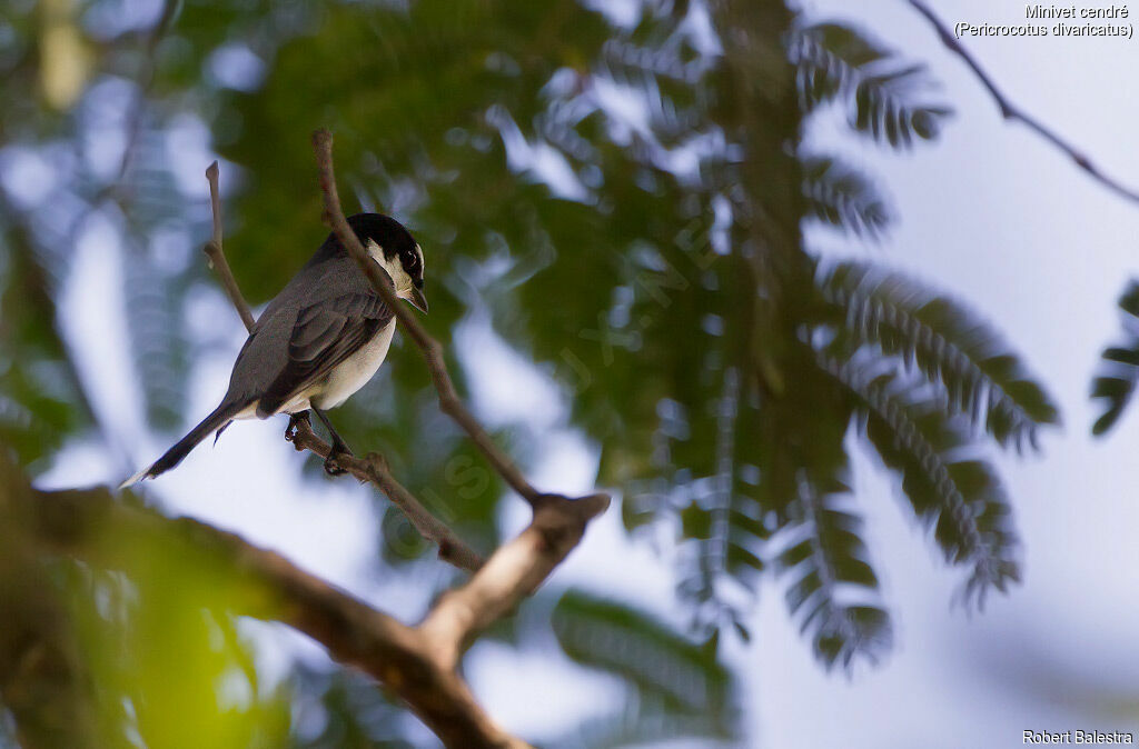 Minivet cendré