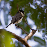 Minivet cendré