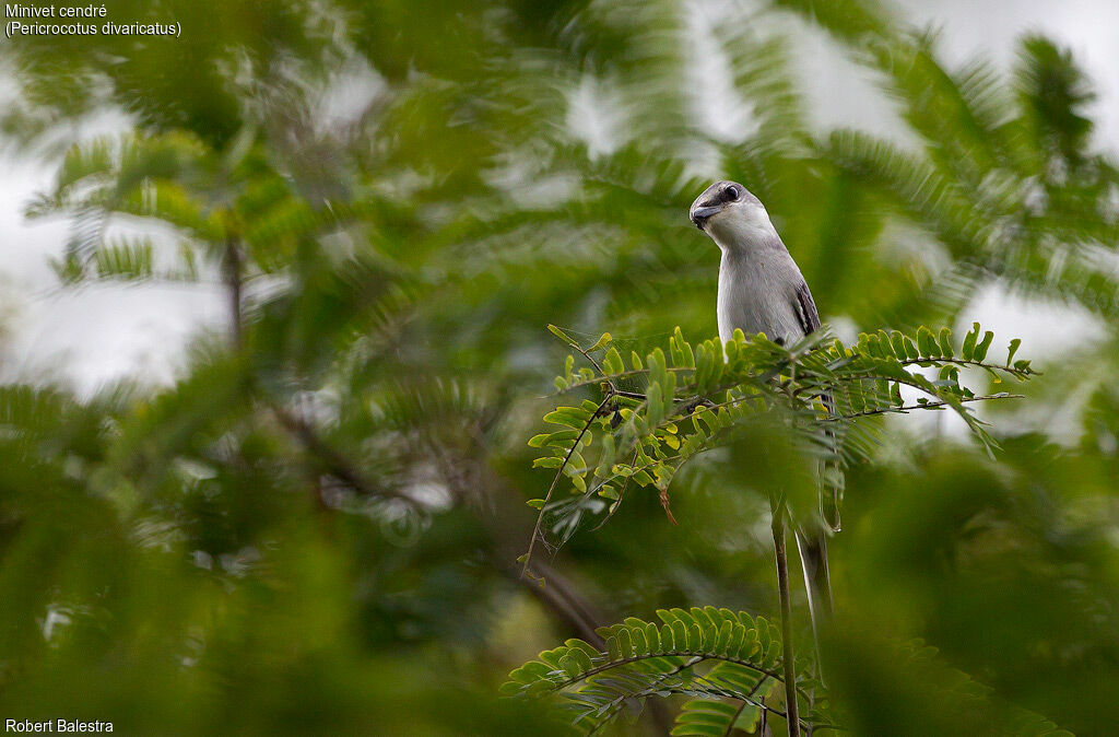 Minivet cendré