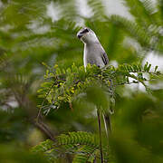 Minivet cendré