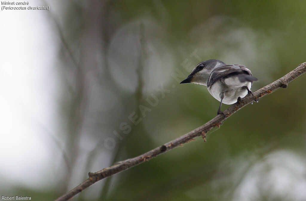 Minivet cendré