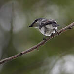 Minivet cendré