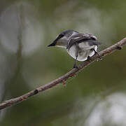 Ashy Minivet