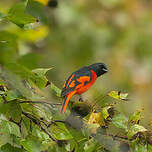 Minivet écarlate