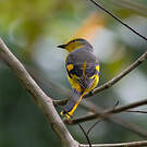 Minivet écarlate