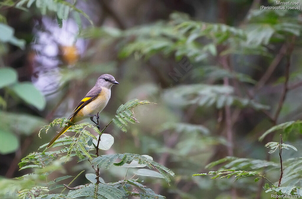 Minivet rose femelle