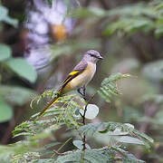 Rosy Minivet