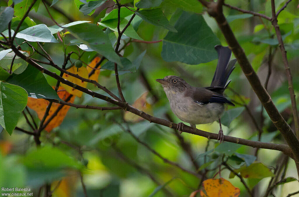 Blue-winged Minlaadult, habitat