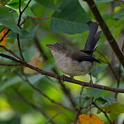 Blue-winged Minla