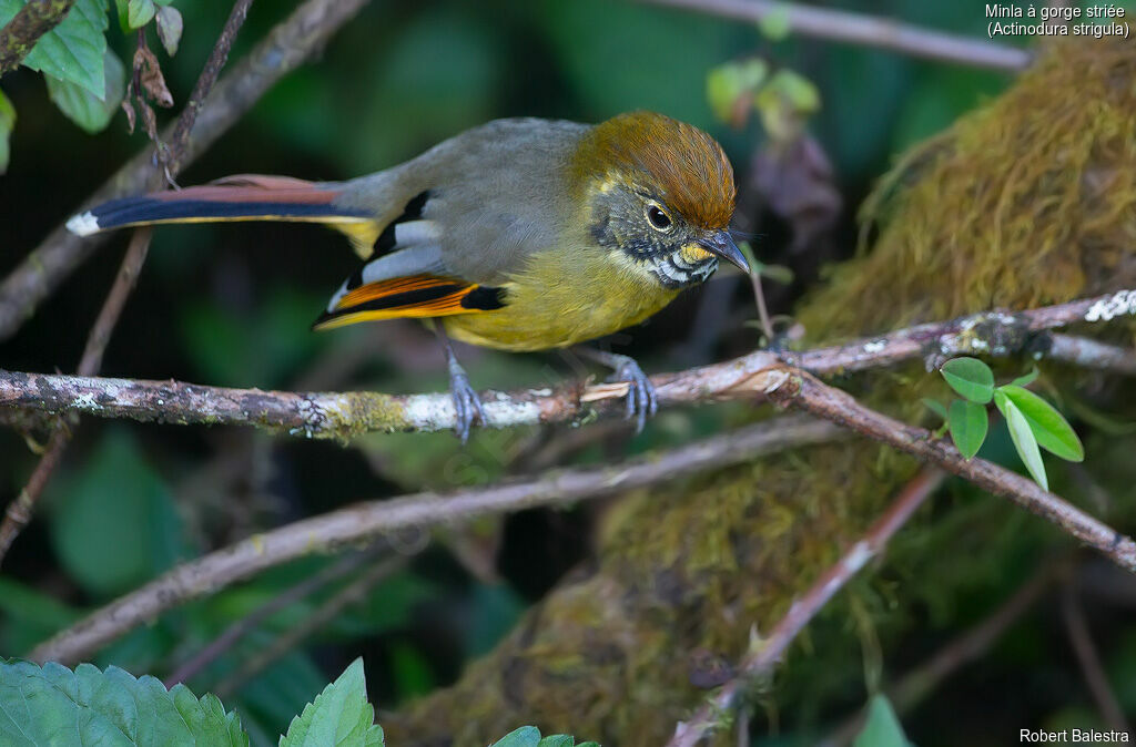 Minla à gorge striée