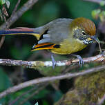 Minla à gorge striée