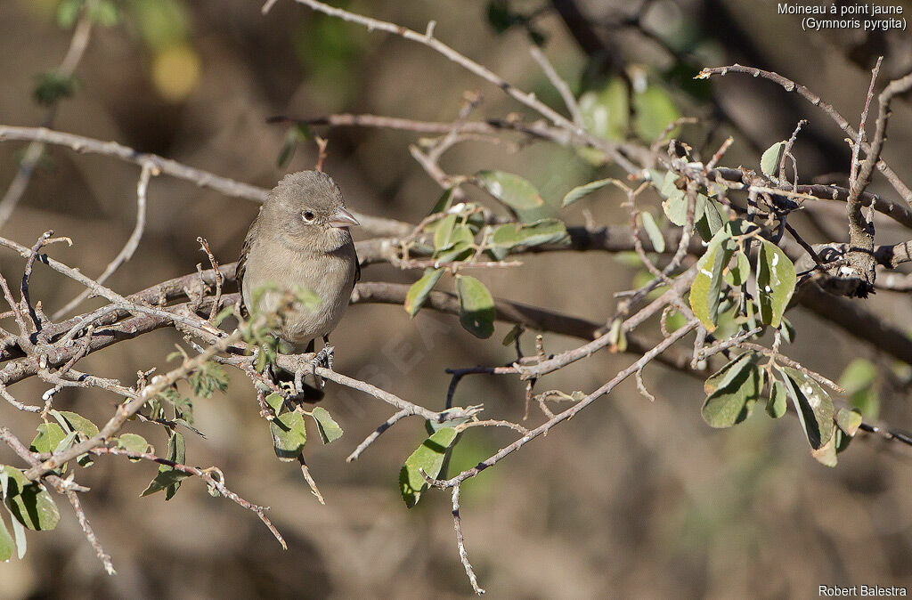 Yellow-spotted Bush Sparrow