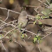 Yellow-spotted Bush Sparrow