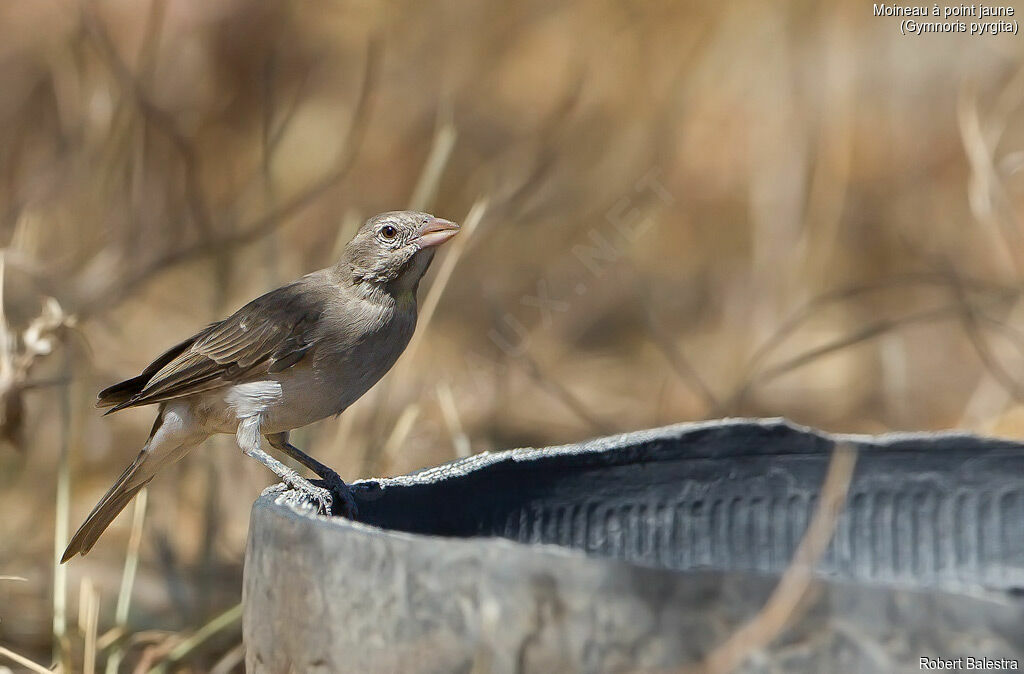 Yellow-spotted Bush Sparrow