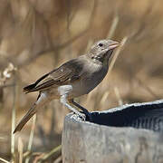 Yellow-spotted Bush Sparrow