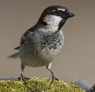 Italian Sparrow