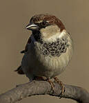 Moineau cisalpin