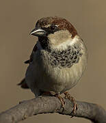 Italian Sparrow