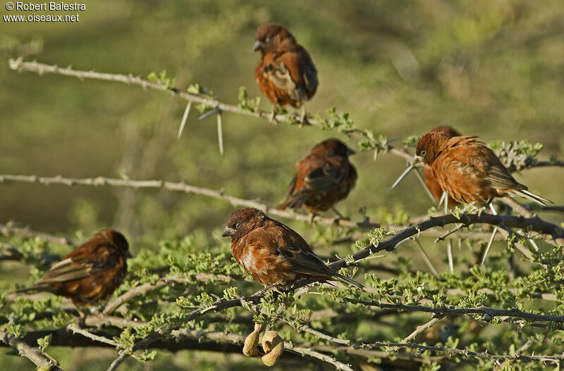 Chestnut Sparrow