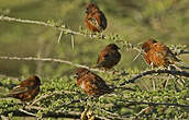 Moineau d'Emin