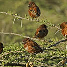 Moineau d'Emin