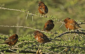 Chestnut Sparrow