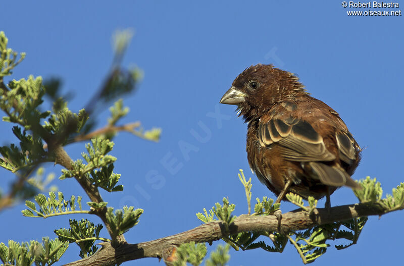 Chestnut Sparrow