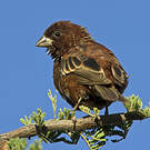 Moineau d'Emin