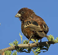 Chestnut Sparrow