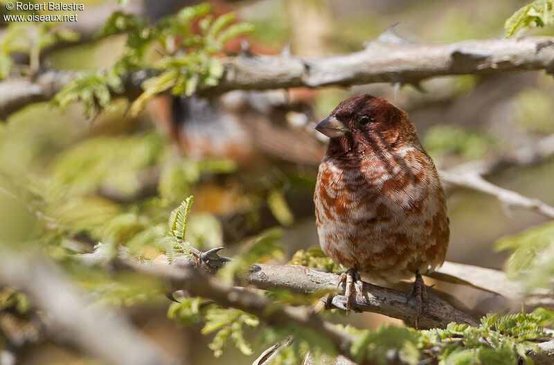 Moineau d'Emin