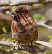 Moineau d'Emin