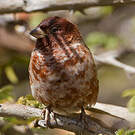 Moineau d'Emin