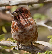 Chestnut Sparrow