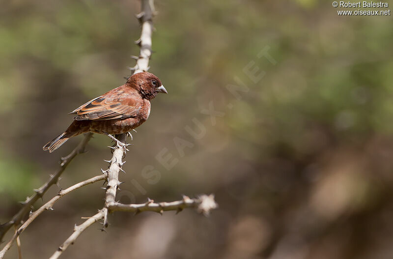 Chestnut Sparrow