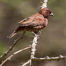 Moineau d'Emin