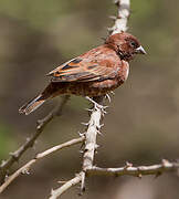 Chestnut Sparrow