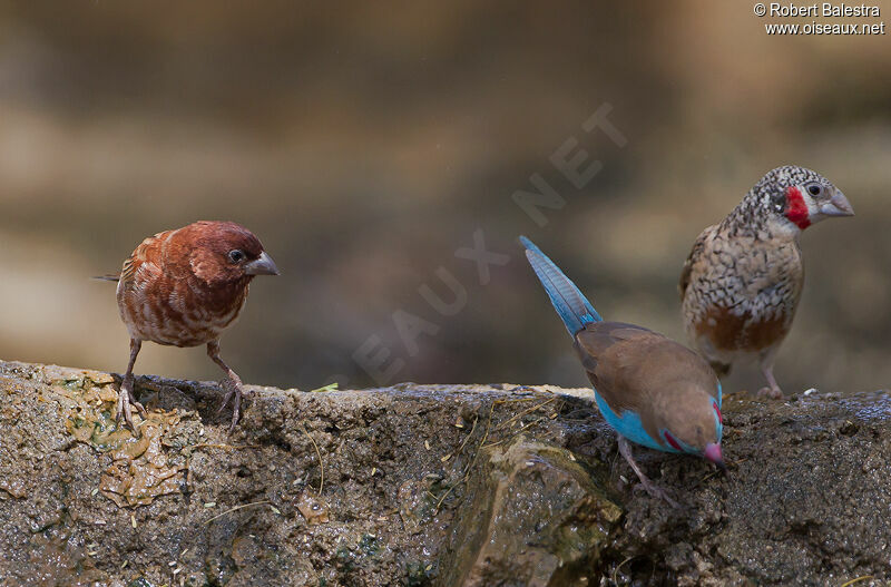 Chestnut Sparrow