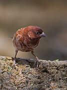 Moineau d'Emin