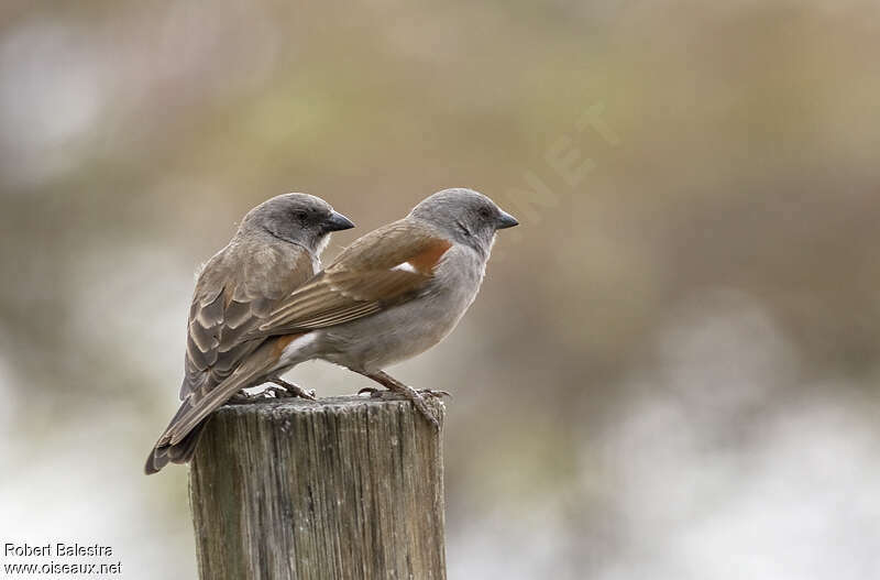 Swainson's Sparrowadult