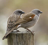 Swainson's Sparrow