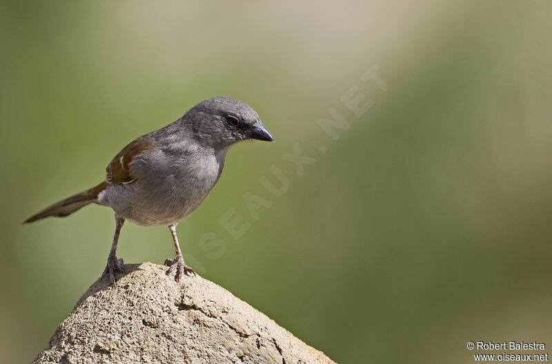 Moineau de Swainson