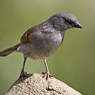 Moineau de Swainson
